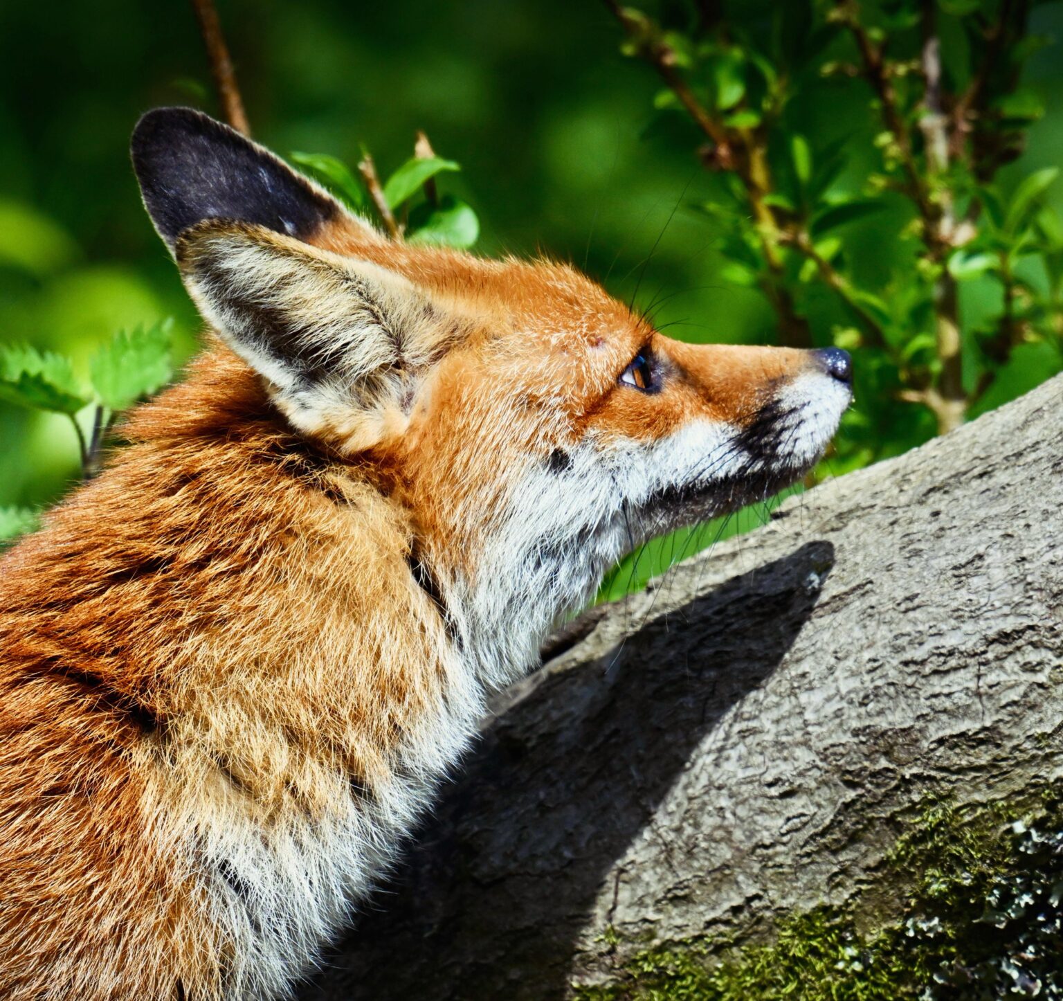 Shhhhh!!! Fox on the prowl