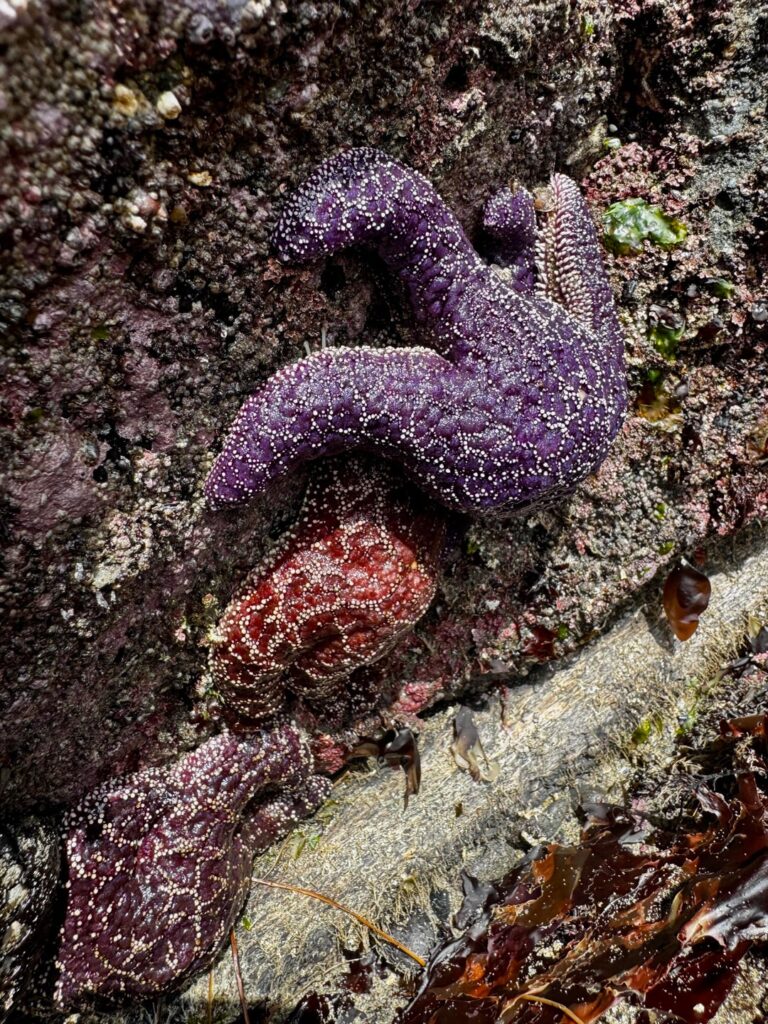 The magic of low tide in the Pacific Northwest