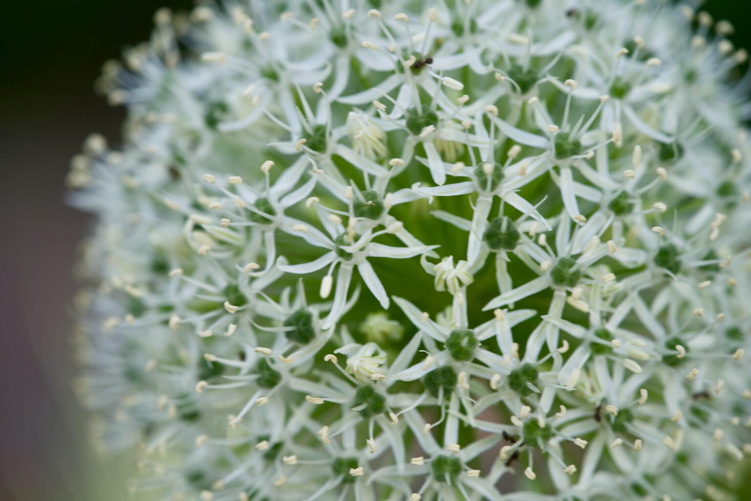 White Allium [OC]