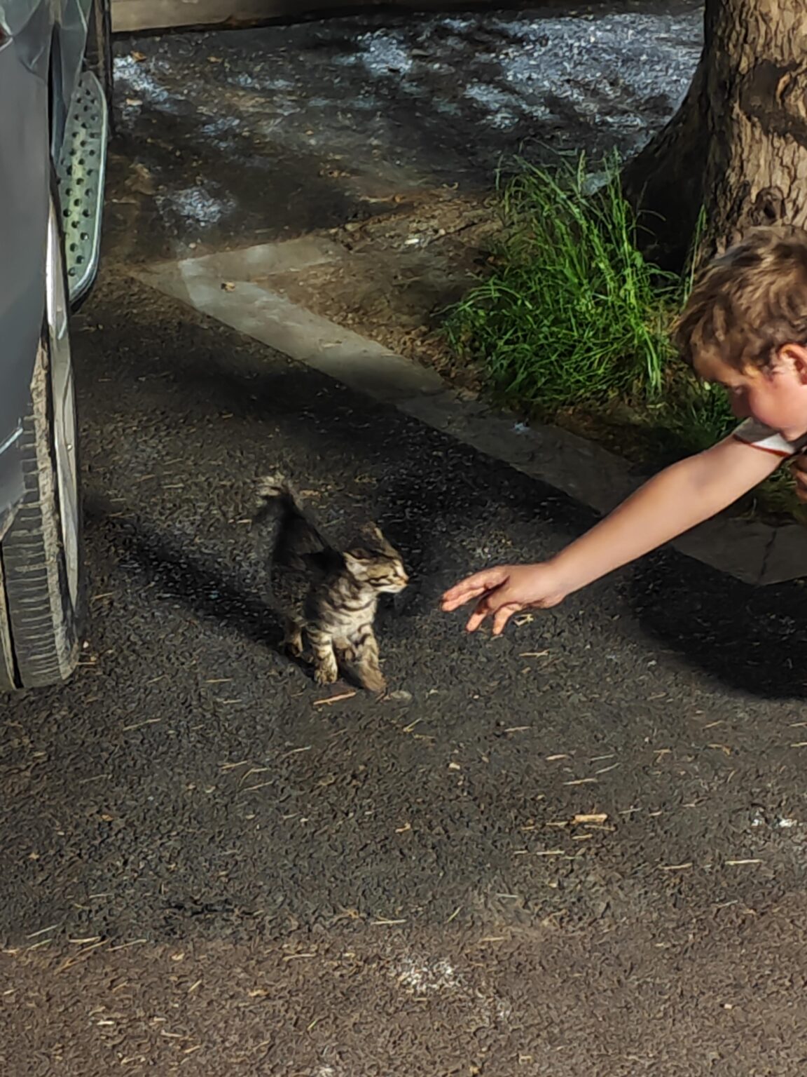Some moron threw away a kitten. Just left it in the paper box. Anyone could adopt a pure animal? Tbilisi. I’m tourist, leaving country soon. Some moron threw away a kitten. Just left it in the paper box. Anyone could adopt a pure animal? Tbilisi. I'm tourist, leaving country soon.