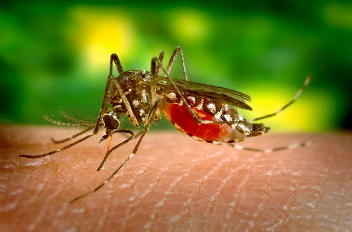 Researchers find warming temperatures could increase dengue fever risk in California
