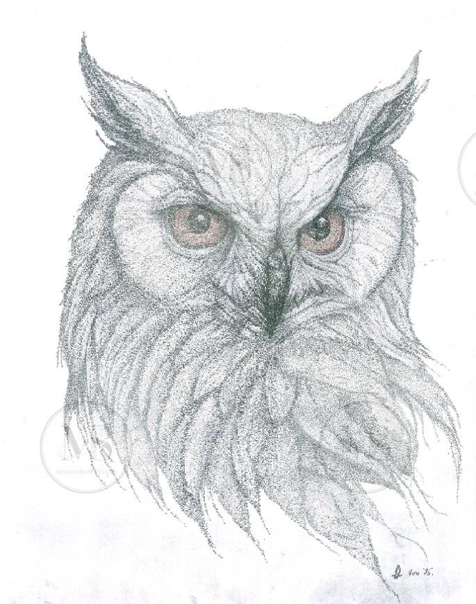 Illustration, Owl