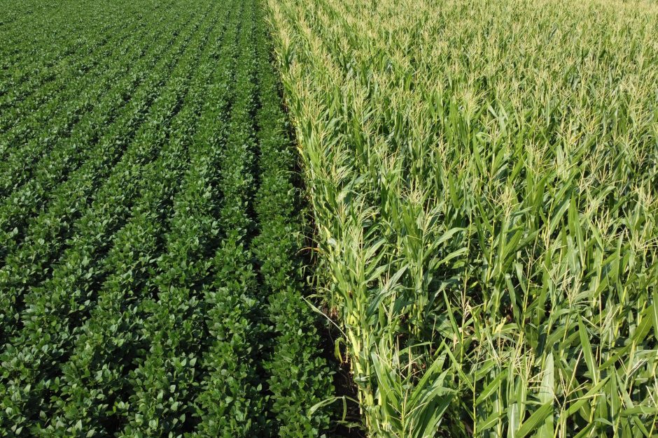 A field of soybeans next to a field of corn. Source: Adobe Stock