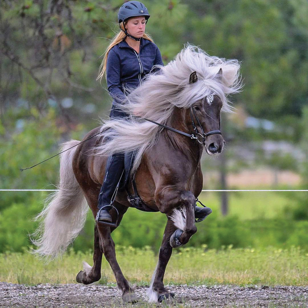 An Icelandic Horse.