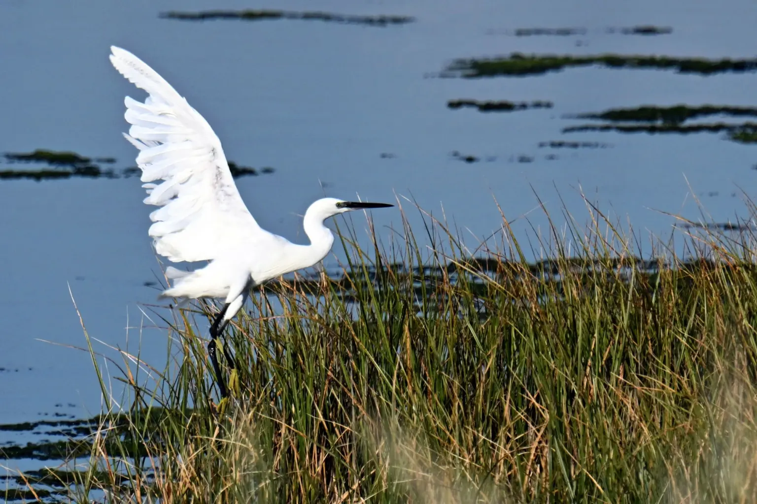 Montenegro’s Ulcinj Salina: A bird haven slowly losing its lifeline Montenegro’s Ulcinj Salina: A bird haven slowly losing its lifeline