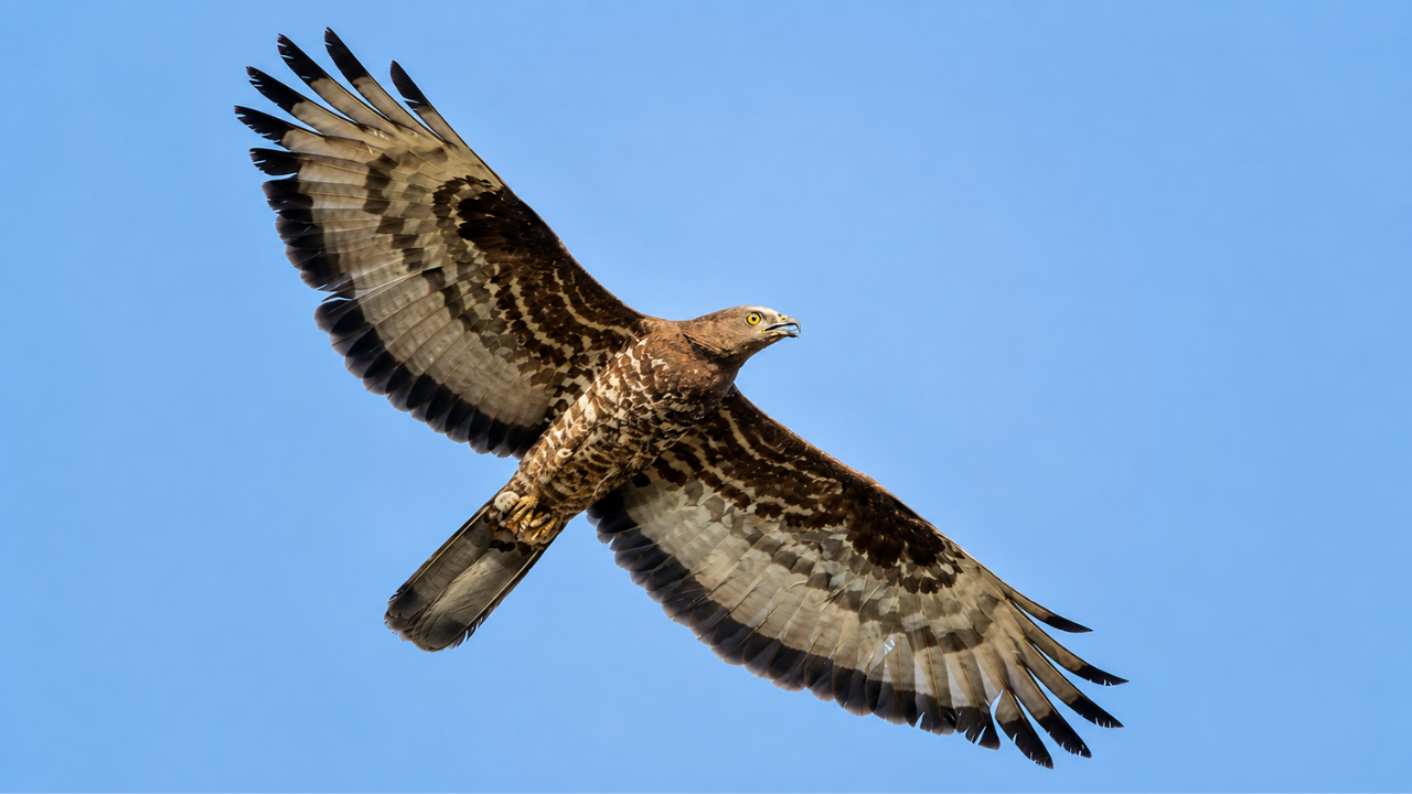 Scientists fitted a European honey buzzard with a GPS tracker. The bird flew for 42 days, covering more than 10,000 km from South Africa to Finland and helping researchers uncover the secrets of one of nature's greatest migrations | - Bytes Europe
