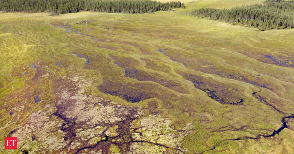 Between the 1930s and 1980s, Finland drained 4.7 million hectares of peatland to accelerate forest growth; the exposed peat soils are now a growing source of carbon dioxide Between the 1930s and 1980s, Finland drained 4.7 million hectares of peatland to accelerate forest growth; the exposed peat soils are now a growing source of carbon dioxide