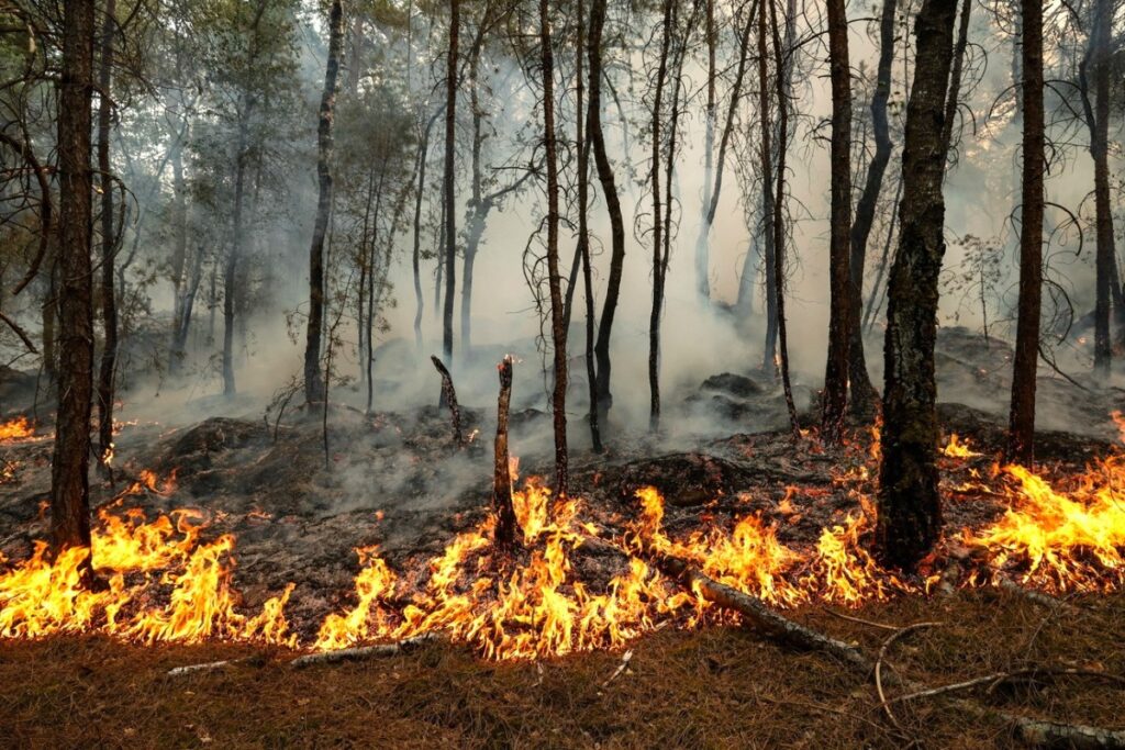How to prevent wildfires in Switzerland and Europe How to prevent wildfires in Switzerland and Europe