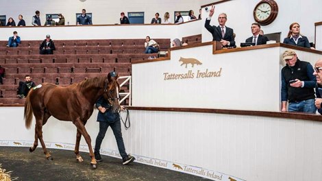 Tattersalls Ireland Reveals September Yearling Catalog Tattersalls Ireland Reveals September Yearling Catalog