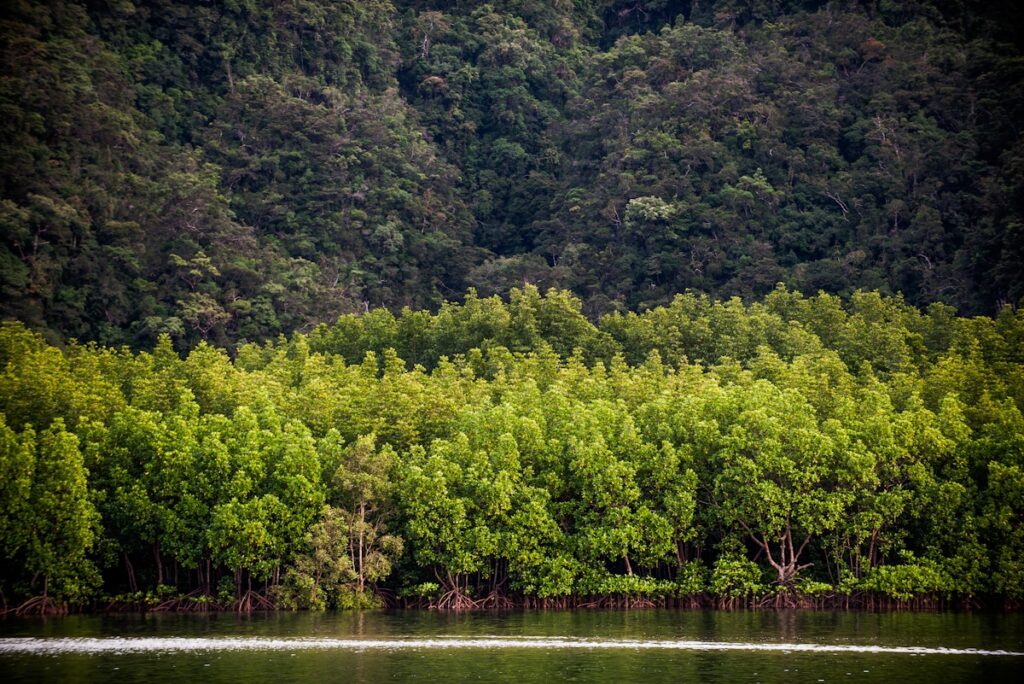 Warming climate puts Southeast Asia’s forests near thermal limits: study | News | Eco-Business Warming climate puts Southeast Asia’s forests near thermal limits: study | News | Eco-Business