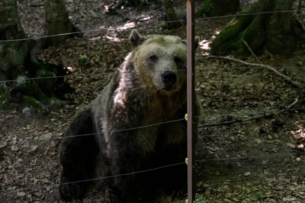 Teeth bared in Greece’s bear-human showdown A brown bear (Ursus arctos) at the Arcturos Bear Sanctuary in Nymfaio, northwestern Greece.