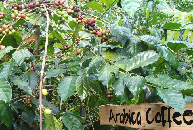 Arabica coffee trees are extremely vulnerable to high temperatures and drought caused by climate change because even a rise of just a few degrees Celsius can worsen their growth or kill them. Getty Image Bank