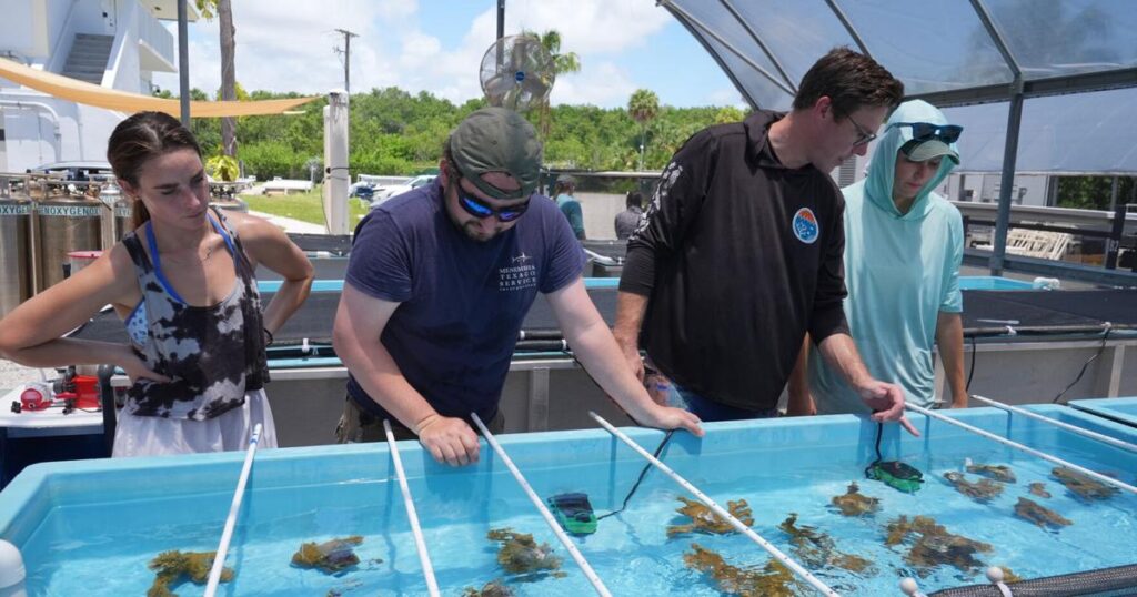 Climate Coral Rescue | National Climate Coral Rescue | National