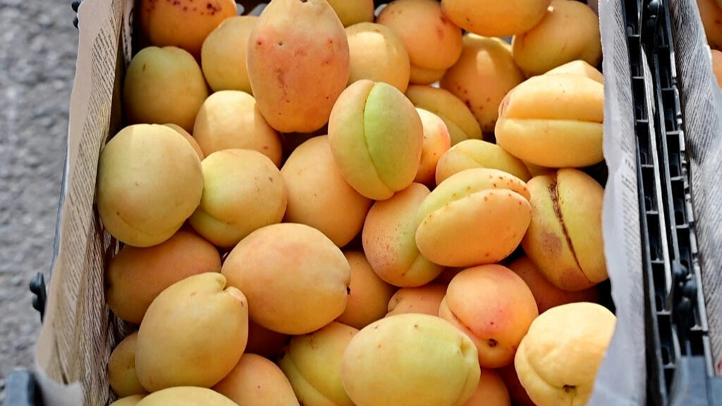 Russia: Armenian apricots caught in a geopolitical battle Russia: Armenian apricots caught in a geopolitical battle