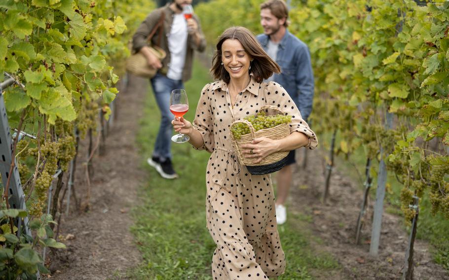 Joyful european friends tasting local wine near vineyards in countryside. Woman running with basket full of grapes. 