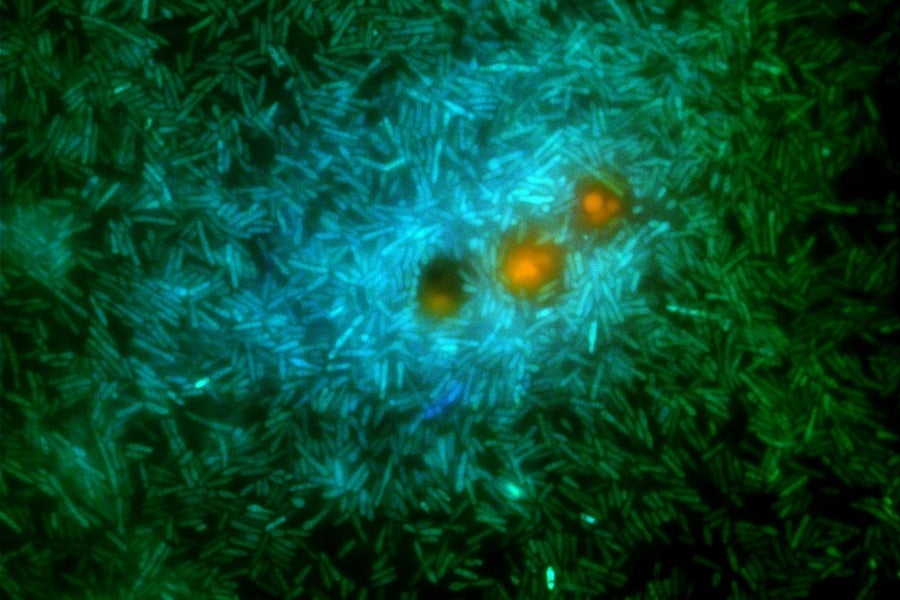 Scientists unlock the secret role of ocean microbes in Earth’s climate Brighter Side of News