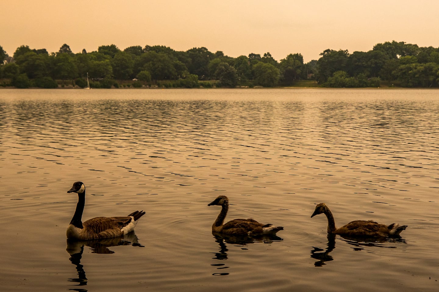 Geese at Jamaica Pond in Jamaica Plain.