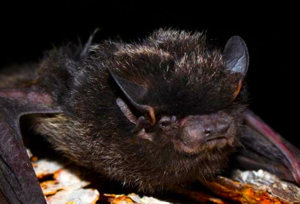 Environment Ministry: Rabies still low among bats in Saskatchewan | 620 CKRM - The Voice of Saskatchewan