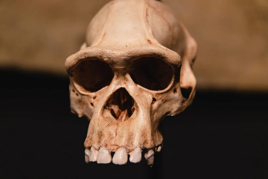 Every known Homo naledi skeleton in South Africa may be female, surprising scientists Every known Homo naledi skeleton in South Africa may be female, surprising scientists