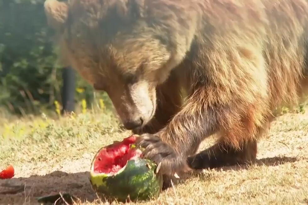Bears in a Kosovo sanctuary receive cold treats to cope with heat Bears in a Kosovo sanctuary receive cold treats to cope with heat