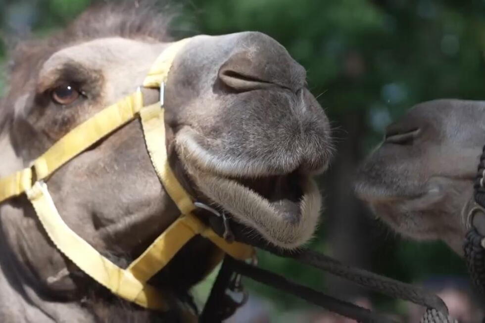 Camels led through Budapest as activists highlight Hungary’s drought crisis Camels led through Budapest as activists highlight Hungary's drought crisis