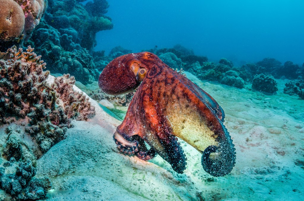 Reef octopus swimming over sandy sea floor.