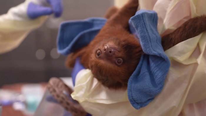 Orange County weighs restrictions on exotic wildlife entertainment after Sloth World controversy Orange County weighs restrictions on exotic wildlife entertainment after Sloth World controversy