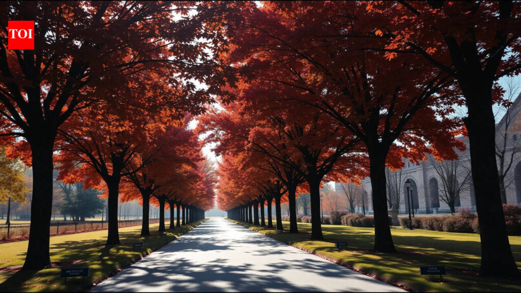 Washington planted 507 Norway maples to honour WWI soldiers in 1920, but the trees later spread into Rock Creek Park Washington planted 507 Norway maples to honour WWI soldiers in 1920, but the trees later spread into Rock Creek Park