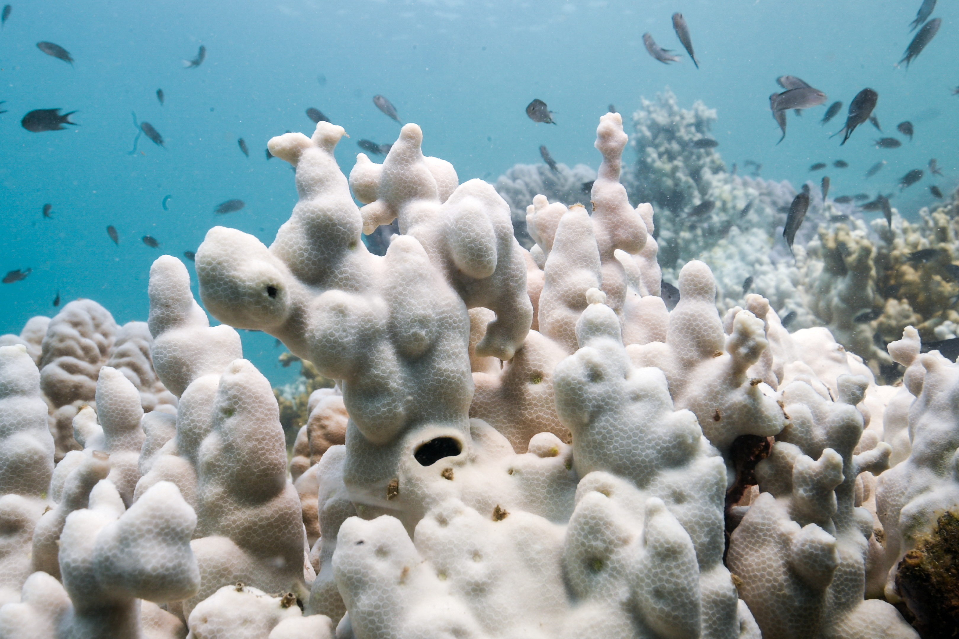 Bleached corals and fish swimming around them