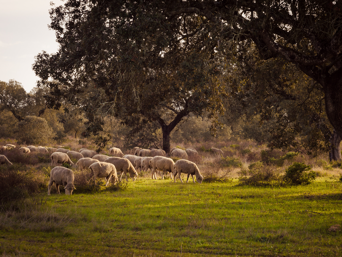 Discovering a shared pastoral worldview | News | CORDIS