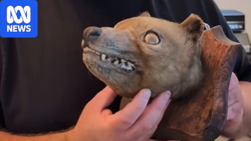 Photo: byteseu.com Thylacine head find at UK auction a 'holy grail' for collector James Cranfield