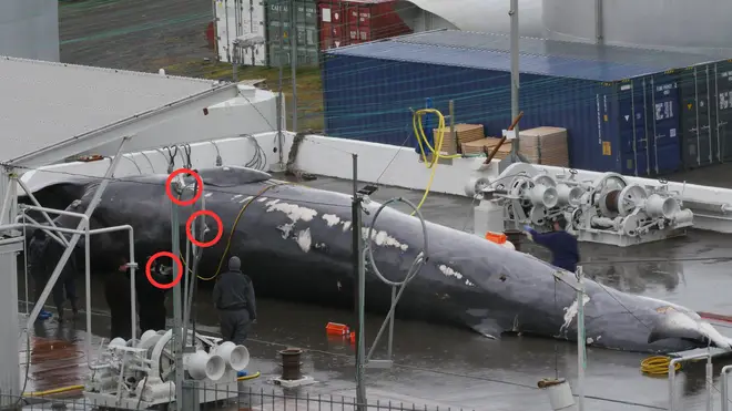 A whale photographed being de-finned by Hvalur hf