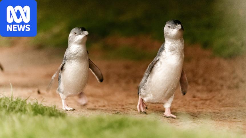 Phillip Island penguins to be rounded up for bird flu vaccine