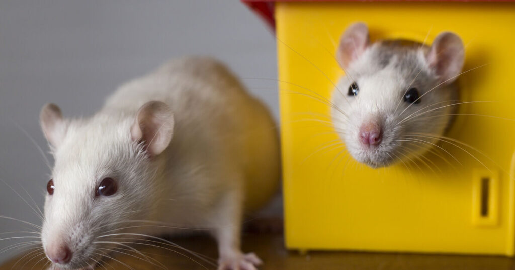 How mice learn to think out of the box — a neuroscience surprise How mice learn to think out of the box — a neuroscience surprise