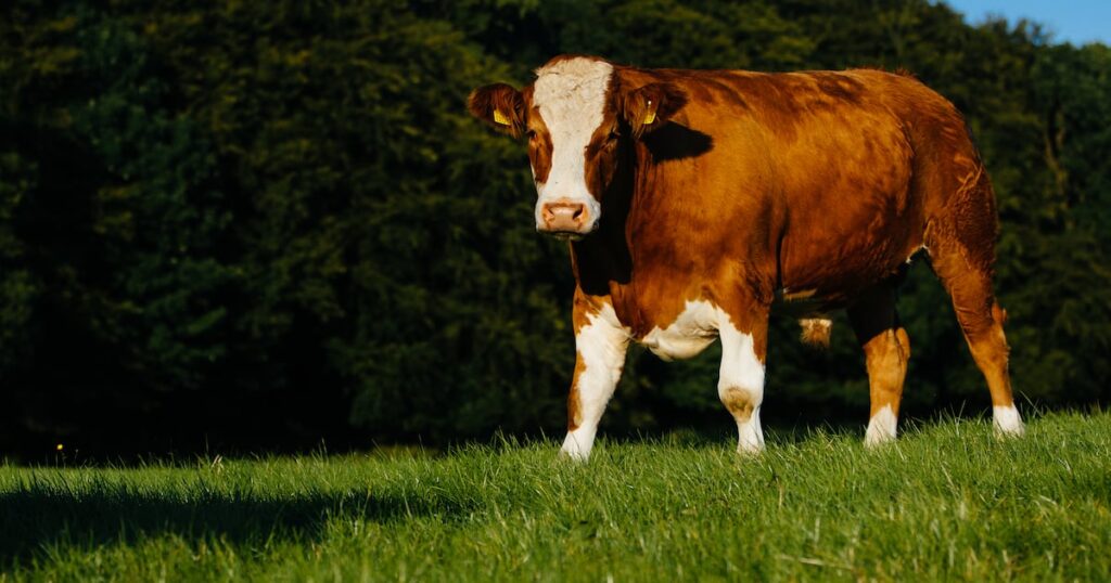Ireland bets on sustainability to carve out premium beef and lamb niche in Asia Ireland bets on sustainability to carve out premium beef and lamb niche in Asia