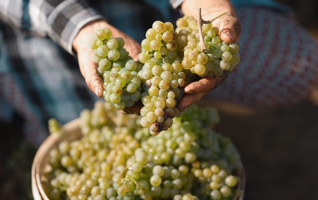 Moldova grapes