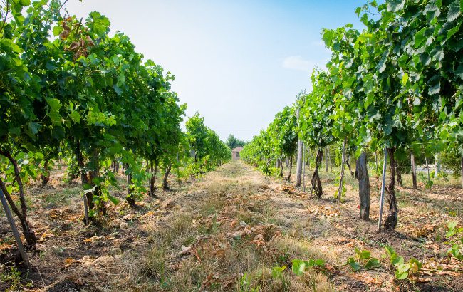 Wines Divin Moldova