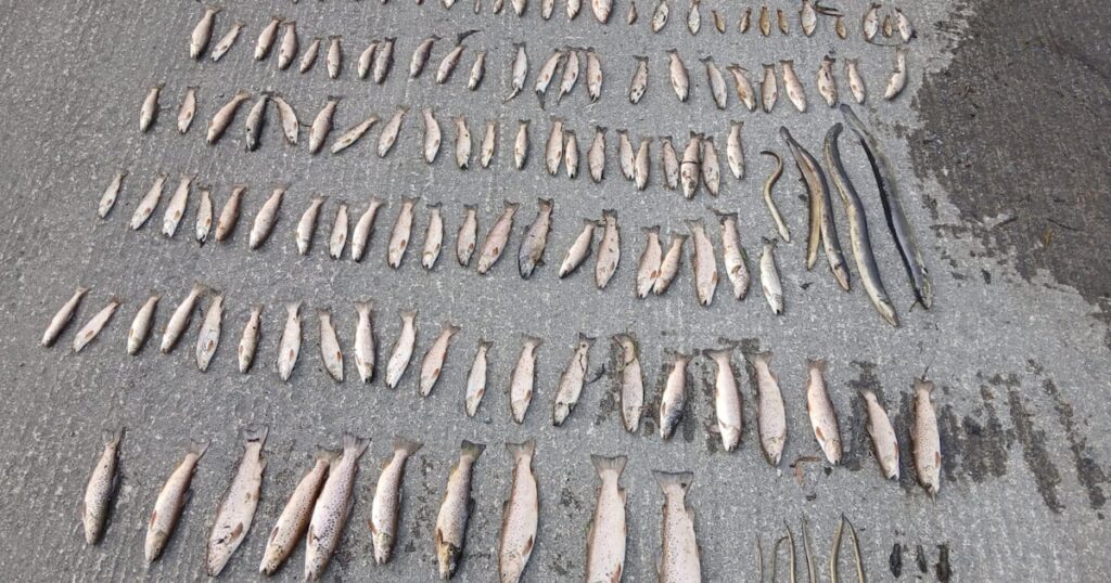 Heat, drought and pollution creating ‘lethal’ conditions for Ireland’s river life – The Irish Times Heat, drought and pollution creating ‘lethal’ conditions for Ireland’s river life – The Irish Times