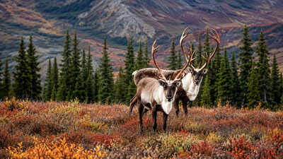 Inside Alaska’s tundra (Image: Alaska Organisation) Alaska’s tundra looks like frozen ground, but beneath it lies ancient carbon a climate warning worth $43 trillion