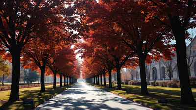 Representative Image of Norway maple trees along 16th Street bearing bronze plaques honoring fallen soldiers (AI-generated image) Washington planted 507 Norway maples to honour WWI soldiers in 1920, but the trees later spread into Rock Creek Park