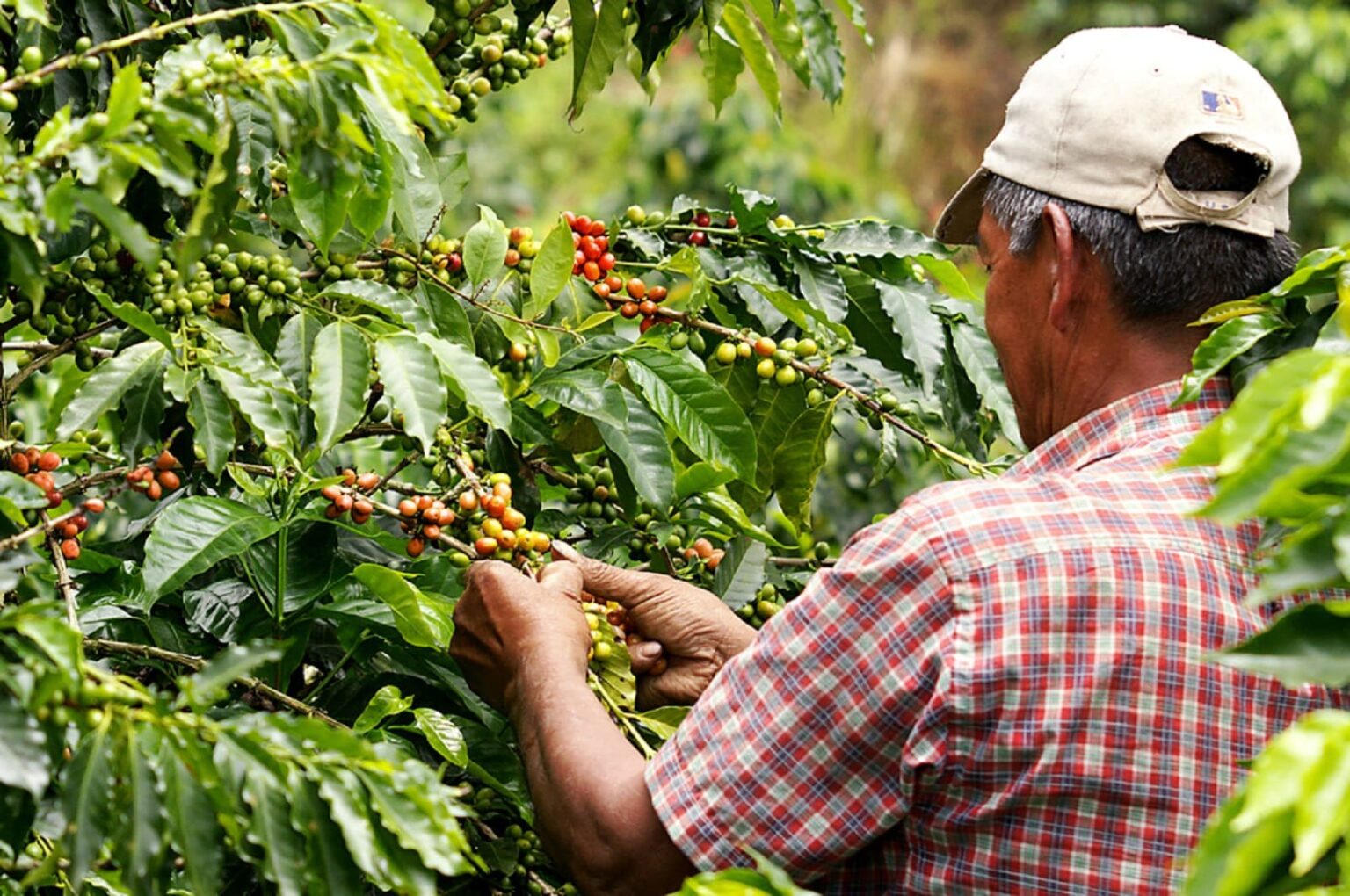 Colombia Earthquake, Climate Change Push Up Global Coffee and Cocoa Prices Colombia Earthquake, Climate Change Push Up Global Coffee and Cocoa Prices
