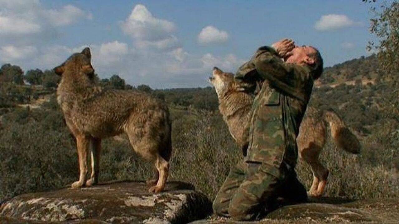 How did Marcos survived alongside the wolves