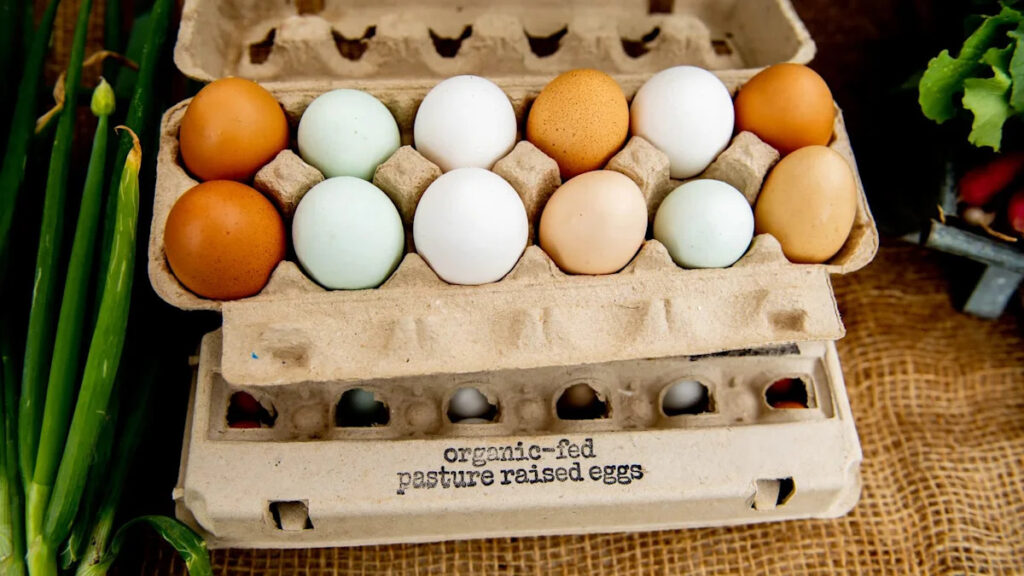 UK study finds organic, free-range egg model has troubling impact compared to caged systems UK study finds organic, free-range egg model has troubling impact compared to caged systems