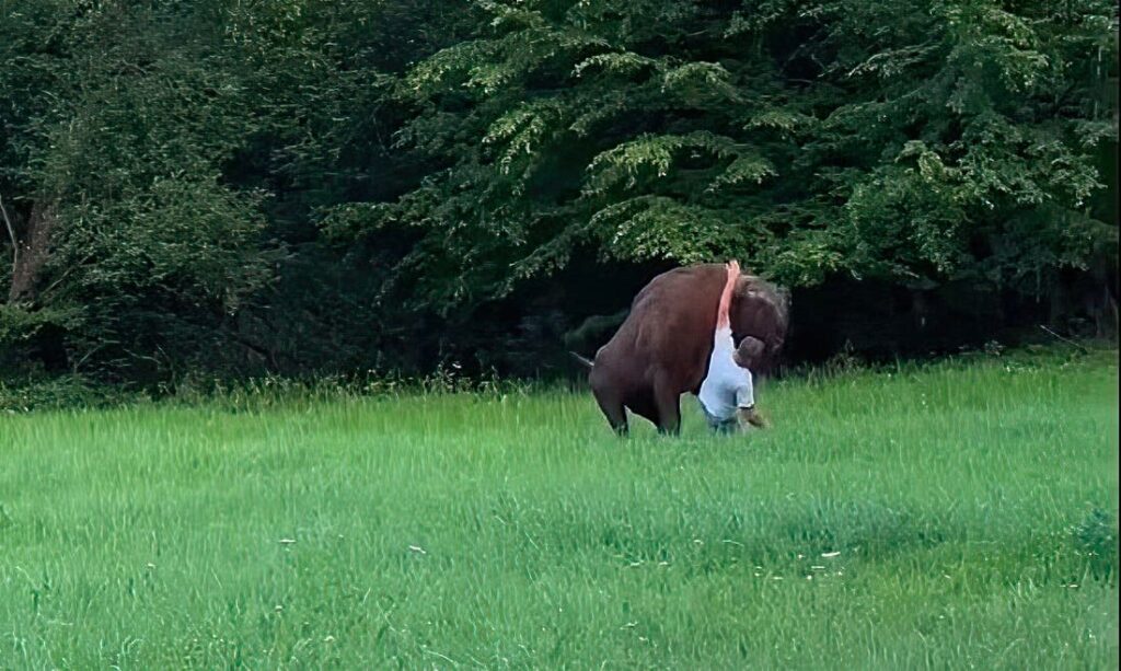 Tourist in Poland approaches bison, pays a painful price Tourist in Poland approaches bison, pays a painful price