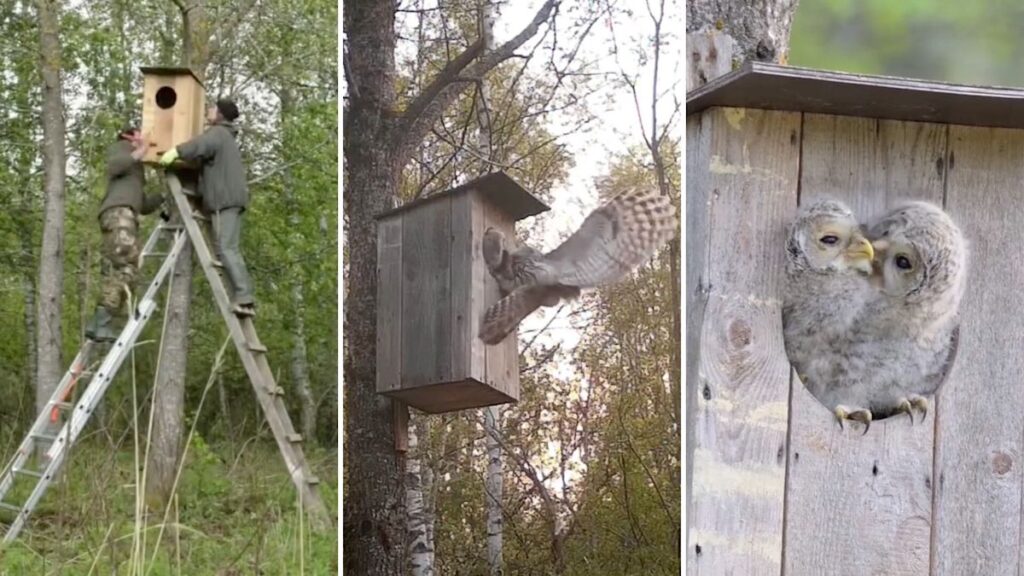 Estonia nest box delivers a rare win for Ural owls, with a breeding pair raising 3 chicks Estonia nest box delivers a rare win for Ural owls, with a breeding pair raising 3 chicks