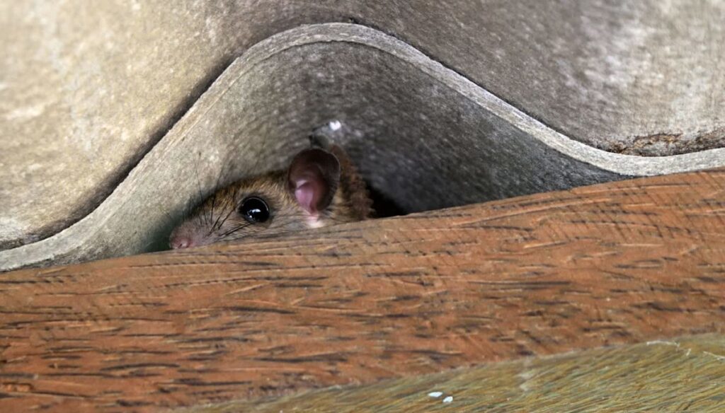 Canada homebuyer says move-in nightmare started with a foul attic smell, then 12 mice Canada homebuyer says move-in nightmare started with a foul attic smell, then 12 mice