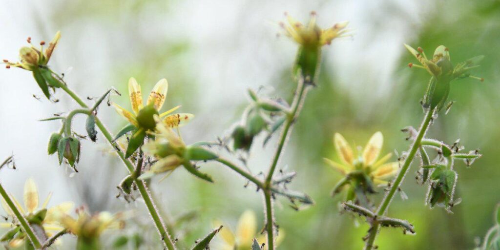 Newly discovered carnivorous plant is as deceptive as it is deadly. Charles Darwin predicted in 1875 that some members of the Saxifraga genus could be carnivorous—now scientists have finally proven him right Newly discovered carnivorous plant is as deceptive as it is deadly. Charles Darwin predicted in 1875 that some members of the Saxifraga genus could be carnivorous—now scientists have finally proven him right