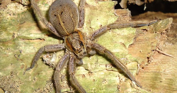 Photo: byteseu.com Conservationists want to bring this spider back from remote NZ islands