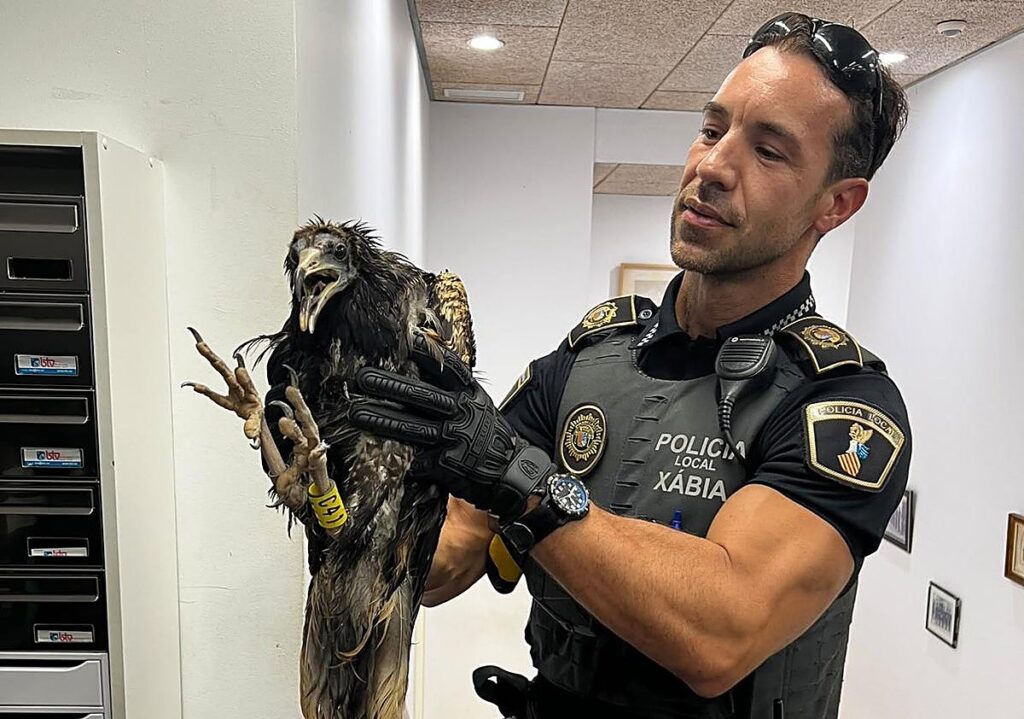 Endangered bird of prey rescued from severe storms in Spain's Jávea