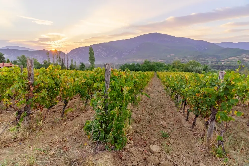 Yugoslav wine: a story of crisis and renovation Vineyards near Demir Kapija, North Macedonia - ©RnDmS/Shutterstock
